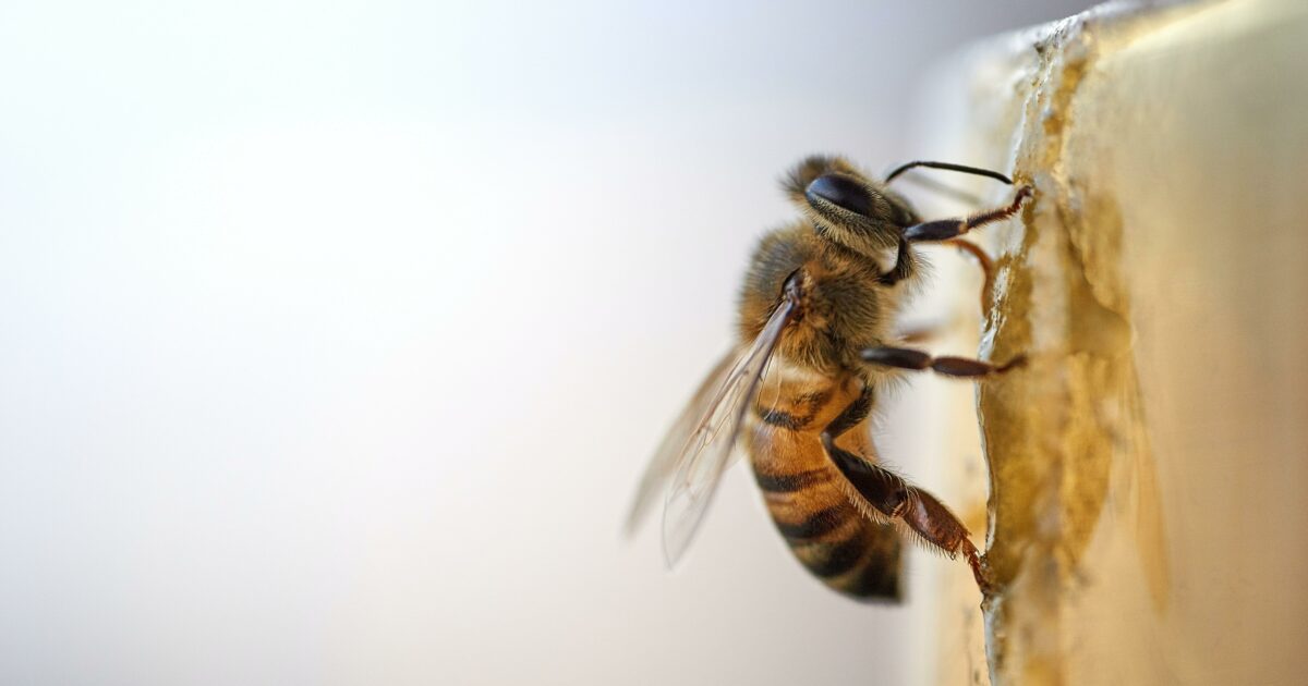 Beware! Bee poo