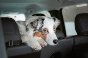 Tips for Driving with Pets in the Car