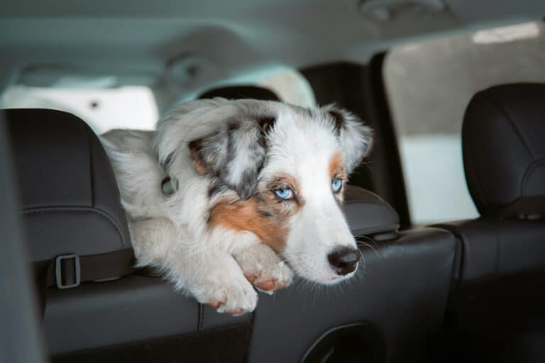 Tips for Driving with Pets in the Car