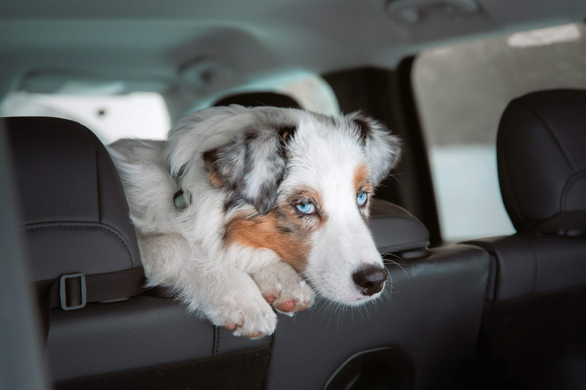 Tips for Driving with Pets in the Car