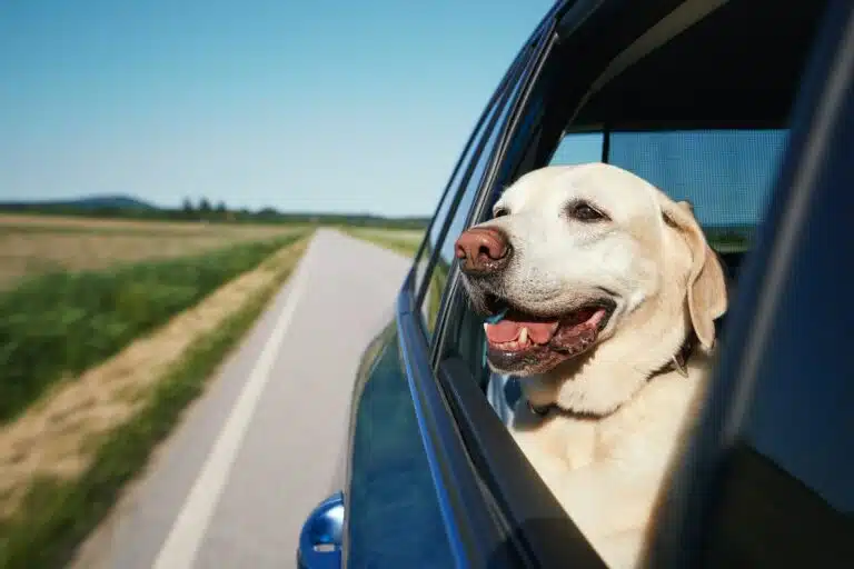 Getting your Car Ready for a Summer Road Trip